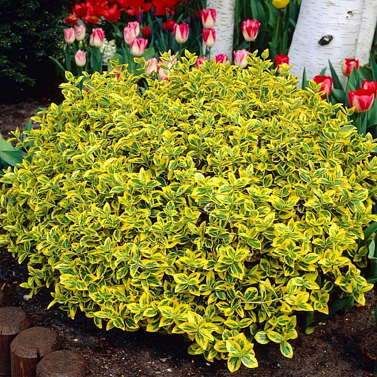 Чашкодрян - Euonymus fortune ‘emerald’n’ gold’
