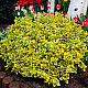 Чашкодрян - Euonymus fortune ‘emerald’n’ gold’