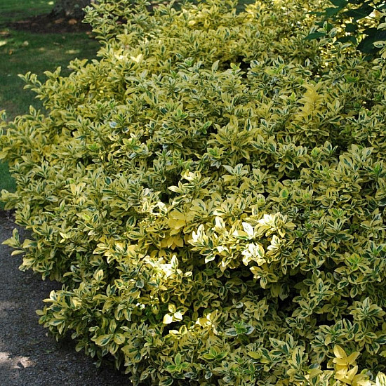 Чашкодрян - Euonymus fortune ‘emerald’n’ gold’