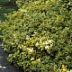 Чашкодрян - Euonymus fortune ‘emerald’n’ gold’
