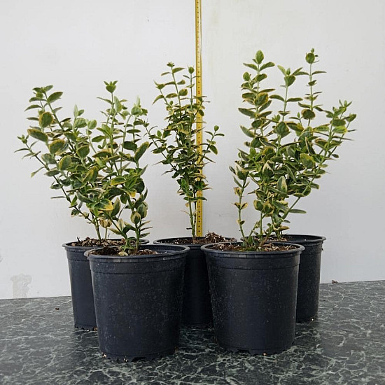 Чашкодрян - Euonymus fortune ‘emerald’n’ gold’