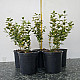 Чашкодрян - Euonymus fortune ‘emerald’n’ gold’