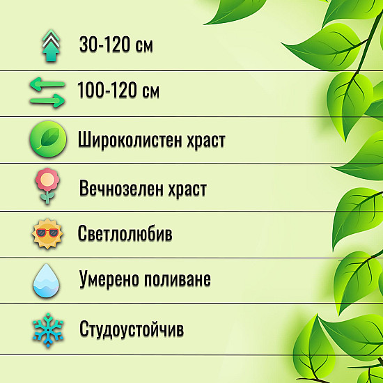 Чашкодрян - Euonymus fortune ‘emerald’n’ gold’