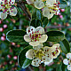 Мечо грозде - Cotoneaster dammeri