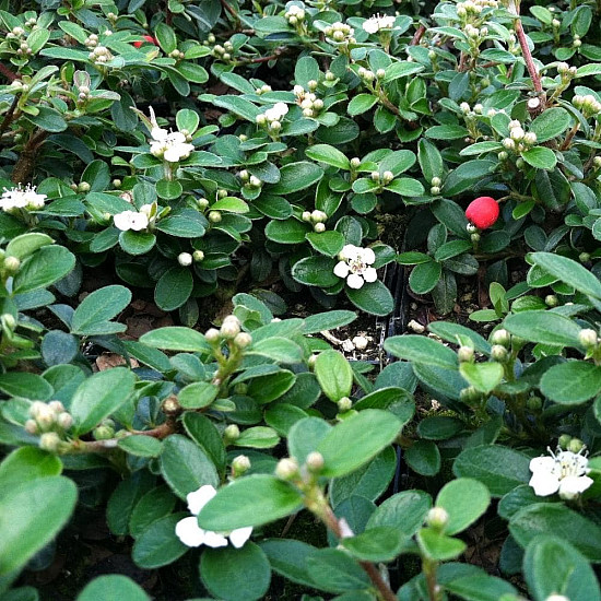 Мечо грозде - Cotoneaster dammeri