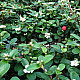 Мечо грозде - Cotoneaster dammeri