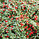 Мечо грозде - Cotoneaster dammeri
