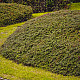 Мечо грозде - Cotoneaster dammeri