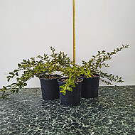 Мечо грозде - Cotoneaster dammeri