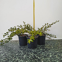 Мечо грозде - Cotoneaster dammeri