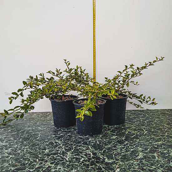 Мечо грозде - Cotoneaster dammeri
