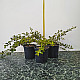 Мечо грозде - Cotoneaster dammeri