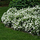 Изящна Дойция - Deutzia gracilis nikko