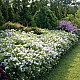 Изящна Дойция - Deutzia gracilis nikko