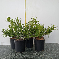 Изящна Дойция - Deutzia gracilis 'nikko'