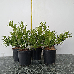 Изящна Дойция - Deutzia gracilis 'nikko'