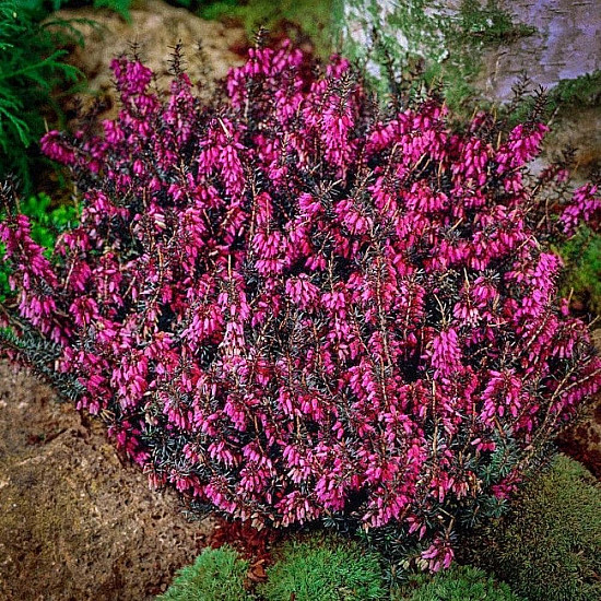 Ерика червена - Erica carnea Vivellii