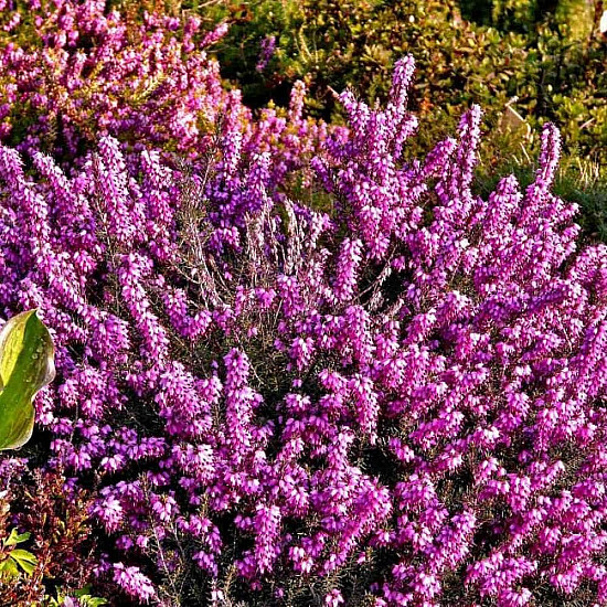 Ерика червена - Erica carnea Vivellii