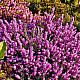 Ерика червена - Erica carnea Vivellii