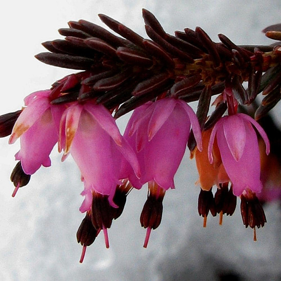Ерика червена - Erica carnea Vivellii