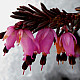 Ерика червена - Erica carnea Vivellii