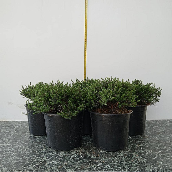 Ерика червена - Erica carnea Vivellii