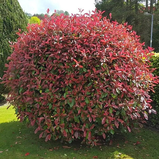 Фотиния - Photinia x fraseri red robin 2л.