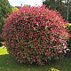 Фотиния - Photinia x fraseri red robin 2л.