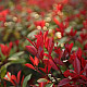 Фотиния - Photinia x fraseri red robin 2л.