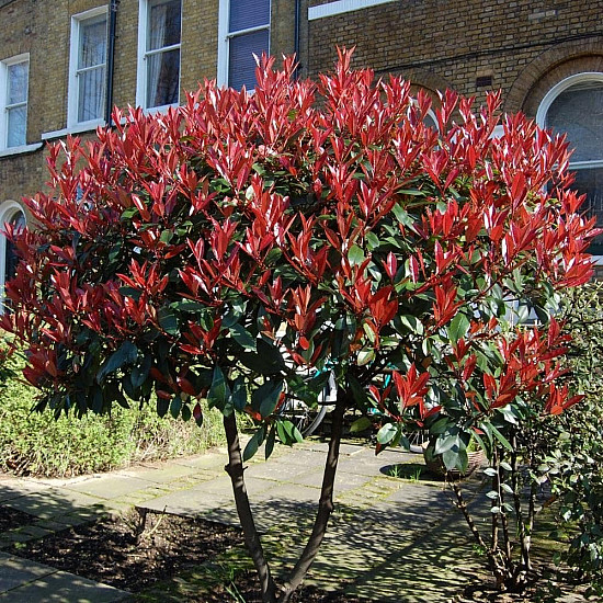 Фотиния - Photinia x fraseri red robin 2л.