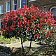 Фотиния - Photinia x fraseri red robin 2л.
