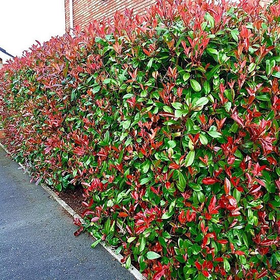 Фотиния - Photinia x fraseri red robin 2л.