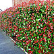 Фотиния - Photinia x fraseri red robin 2л.