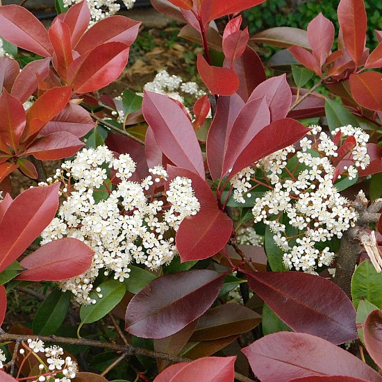 Фотиния - Photinia x fraseri red robin 2л.