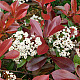 Фотиния - Photinia x fraseri red robin 2л.