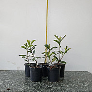Фотиния - Photinia x fraseri 'red robin' 1л