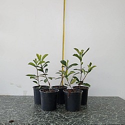 Фотиния - Photinia x fraseri 'red robin' 1л