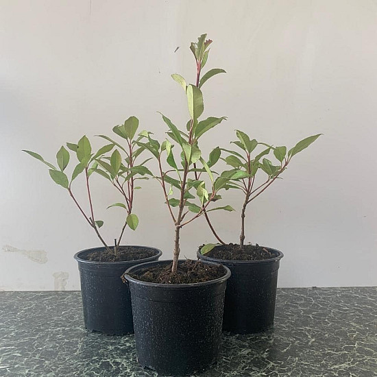 Фотиния - Photinia x fraseri red robin 2л.