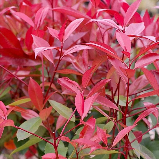 Фотиния - Photinia x fraseri little red robin 1л