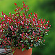 Фотиния - Photinia x fraseri little red robin 1л