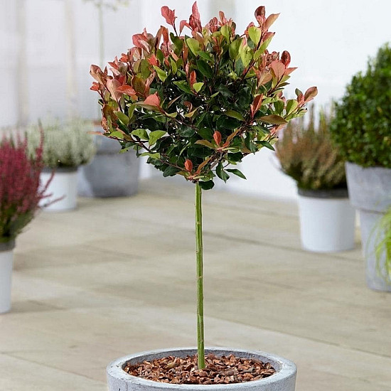 Фотиния - Photinia x fraseri little red robin 1л