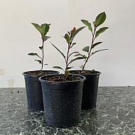 Фотиния - Photinia x fraseri 'little red robin' 1л