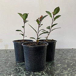Фотиния - Photinia x fraseri 'little red robin' 1л