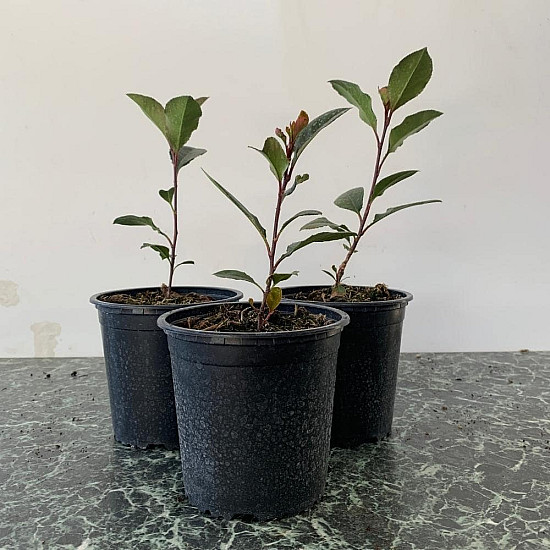 Фотиния - Photinia x fraseri little red robin 1л