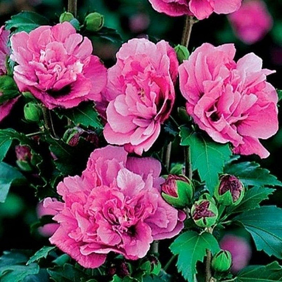Дървовидна ружа - Hibiscus syriacus “Boule de Feu“