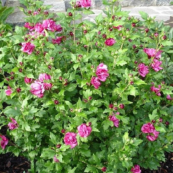 Дървовидна ружа - Hibiscus syriacus “Boule de Feu“