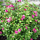 Дървовидна ружа - Hibiscus syriacus “Boule de Feu“