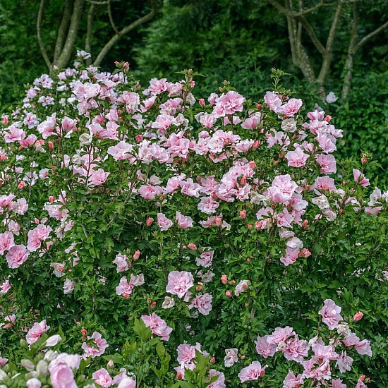 Дървовидна ружа - Hibiscus syriacus “Boule de Feu“