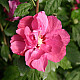 Дървовидна ружа - Hibiscus syriacus “Boule de Feu“