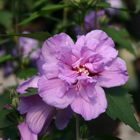 Дървовидна ружа - Hibiscus syriacus “Ardens“